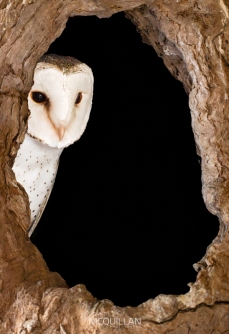 BNM-B23429E | Barl Owl