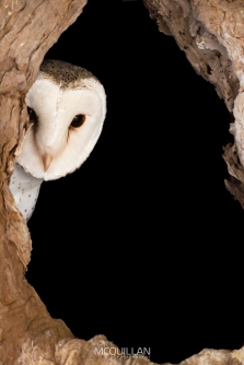 BNM-B23430E | Barl Owl