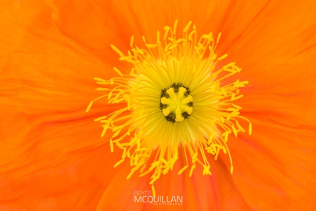 McQ_03827E