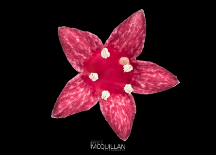 McQ-00869E