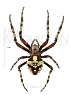 BNM-09381E