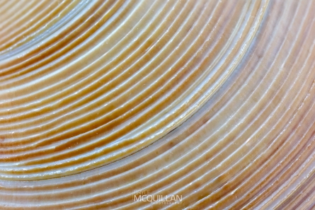 BNM-N00798E