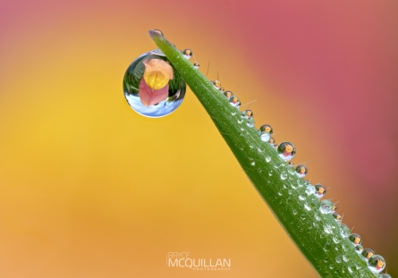 BNM-W50505E | Morning dewdrop