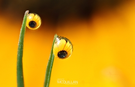 DPP_15421E | Morning dewdrop