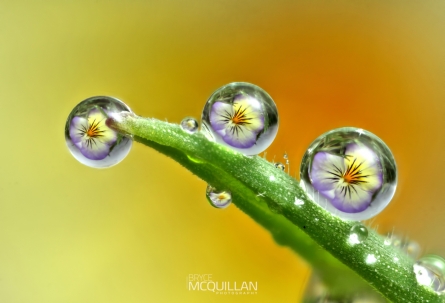 DPP_21967E2 | Morning dewdrop