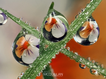muti dews | Morning dewdrop