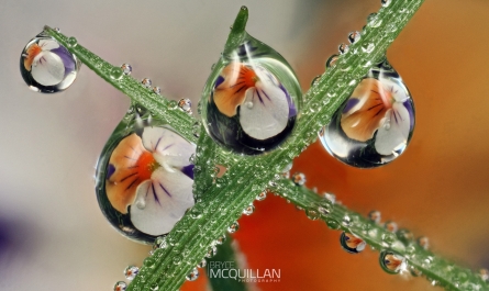 muti dews | Morning dewdrop