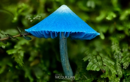 BNM-W50533 | Entoloma hochstetteri