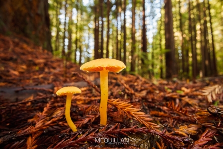 _MG_3461E