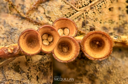 McQ_R01081E