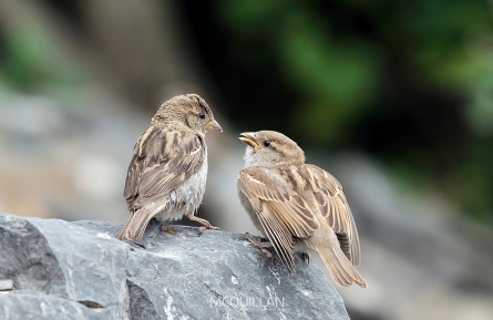 DSC_5686E.jpg
