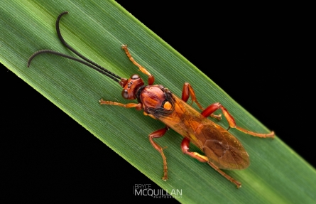 BNM-W50516 | Golden Hunting Wasp (Sphictostethus nitidus)