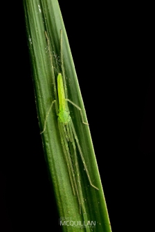BNM-W50457 | Ischalea spinipes | Rotorua | Endemic to New Zealand
