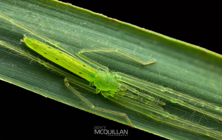 BNM-W50458 | Ischalea spinipes | Rotorua | Endemic to New Zealand