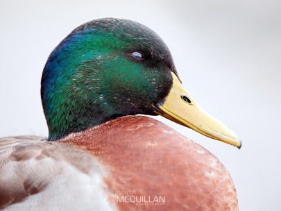 DSC_5878E | Mallard ducks | Rakiraki