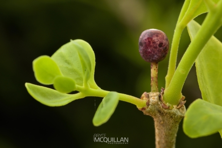 BNM-W233387E | Mistletoe | Tupeia antartica - fruit