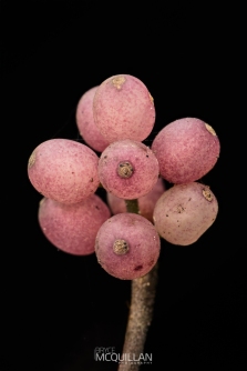 BNM-W233432E | Mistletoe | Tupeia antartica - fruit