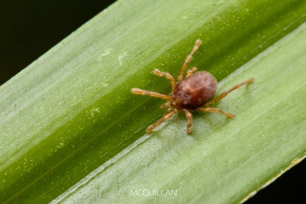 McQ_00662E