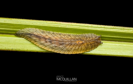 McQ-04384E