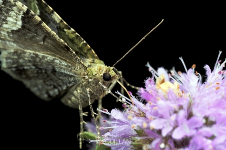DPP_35227E