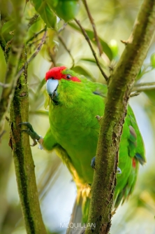 DSC_8224E | Red crowned Parakeet | kākāriki
