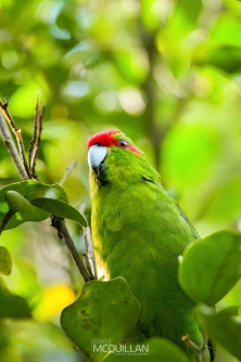 DSC_8229E | Red crowned Parakeet | kākāriki