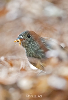 DSC_2953E.jpg