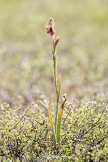 BNM-N51676E | Red beard orchid (Calochilus robertsonii) | Native | Rotorua, New Zealand