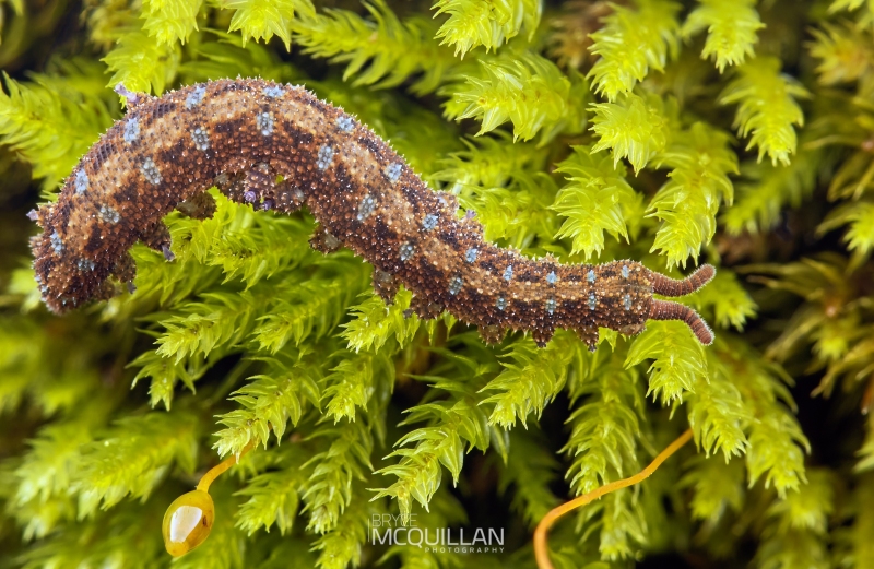 McQuillan11357E-Enhanced