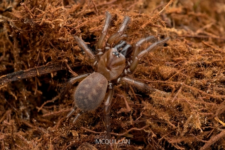 BNM-N02759E