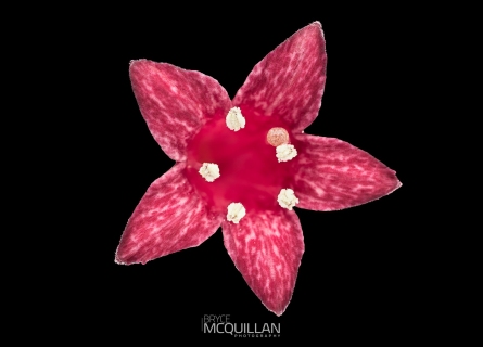 McQ-00869E