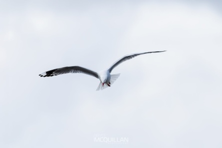 _P1A6561-013E