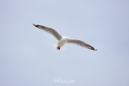 McQuillan11458E
