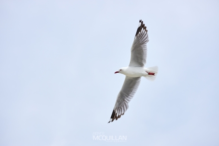 McQuillan11461E