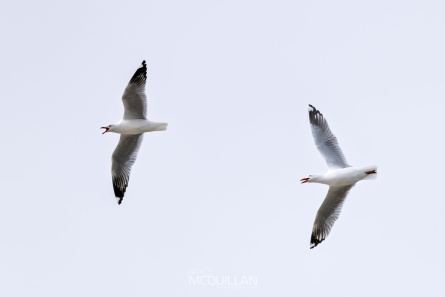 _P1A9603-004W