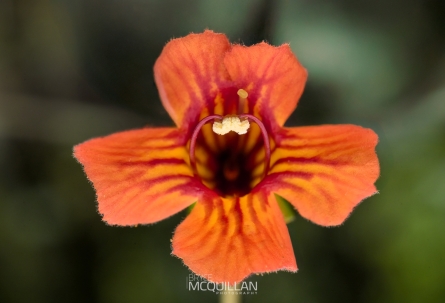 BNM-W233594E | Rhabdothamnus solandri