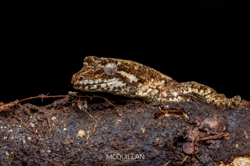 IMG_0158E | Mokopirirakau granulatus \ Forest Gecko