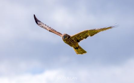 BNM-B23424E | Swamp harrier | Kāhu