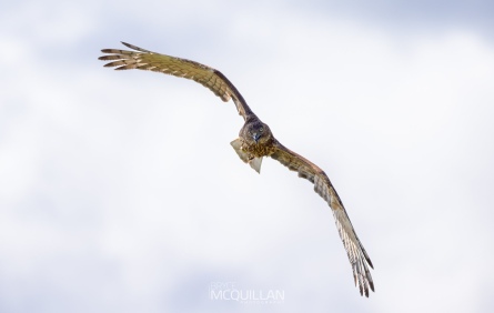 BNM-B23433E | Swamp harrier | Kāhu