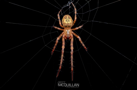 BNM-W50528E | Taraire arborea