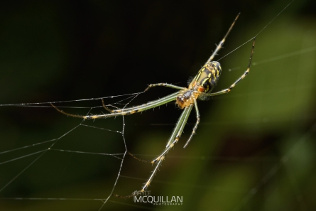 McQuillan12967E