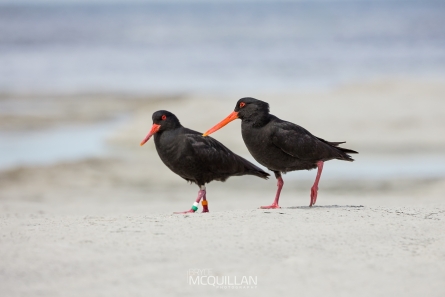 McQuillan11445E