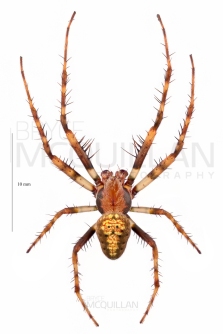 BNM-08083E.tif