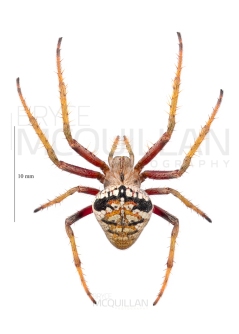 BNM-08098E.tif