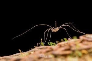 Puwere pureora, Neopilionidae, photographed in New Zealand by Bryce McQuillan