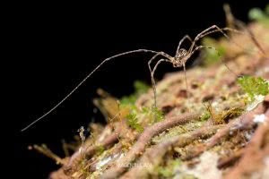 Puwere pureora, Neopilionidae, photographed in New Zealand by Bryce McQuillan