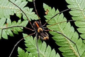 Puwere pureora, Neopilionidae, photographed in New Zealand by Bryce McQuillan
