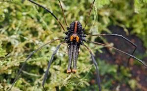 Puwere pureora, Neopilionidae, photographed in New Zealand by Bryce McQuillan