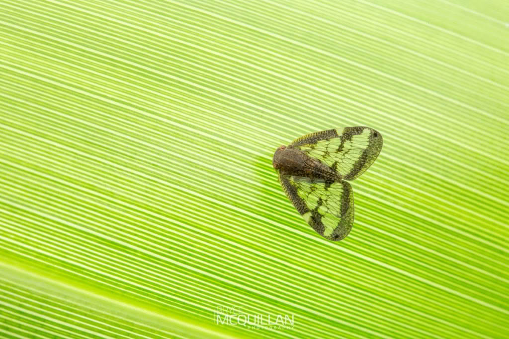 New Zealand’s Plant Hoppers, Rhyparochromidae, photographed in New Zealand by Bryce McQuillan