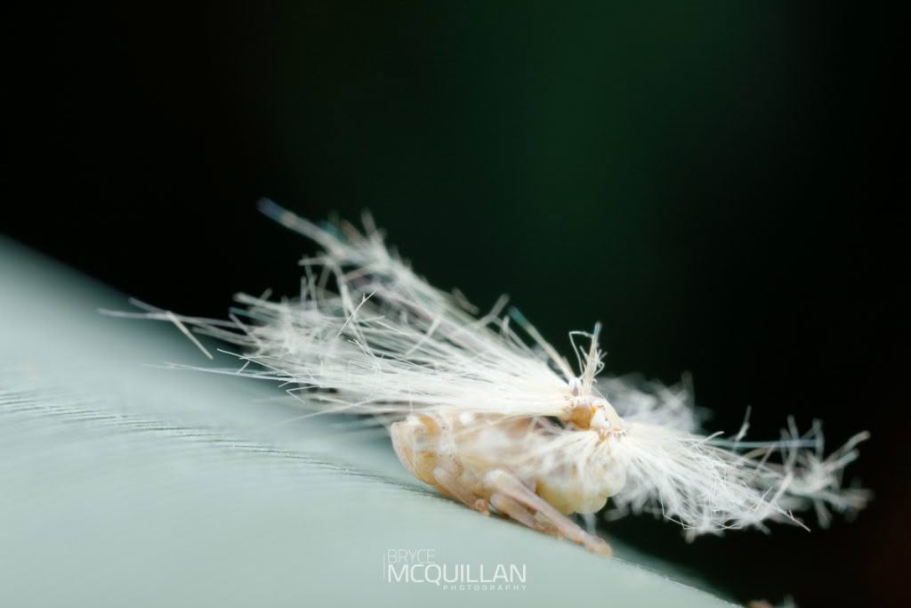 New Zealand’s Plant Hoppers, Rhyparochromidae, photographed in New Zealand by Bryce McQuillan